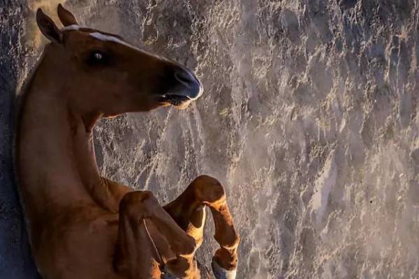 四不像王中王必一肖，神秘傳說與深度解讀，四不像王中王必一肖，神秘傳說與解讀