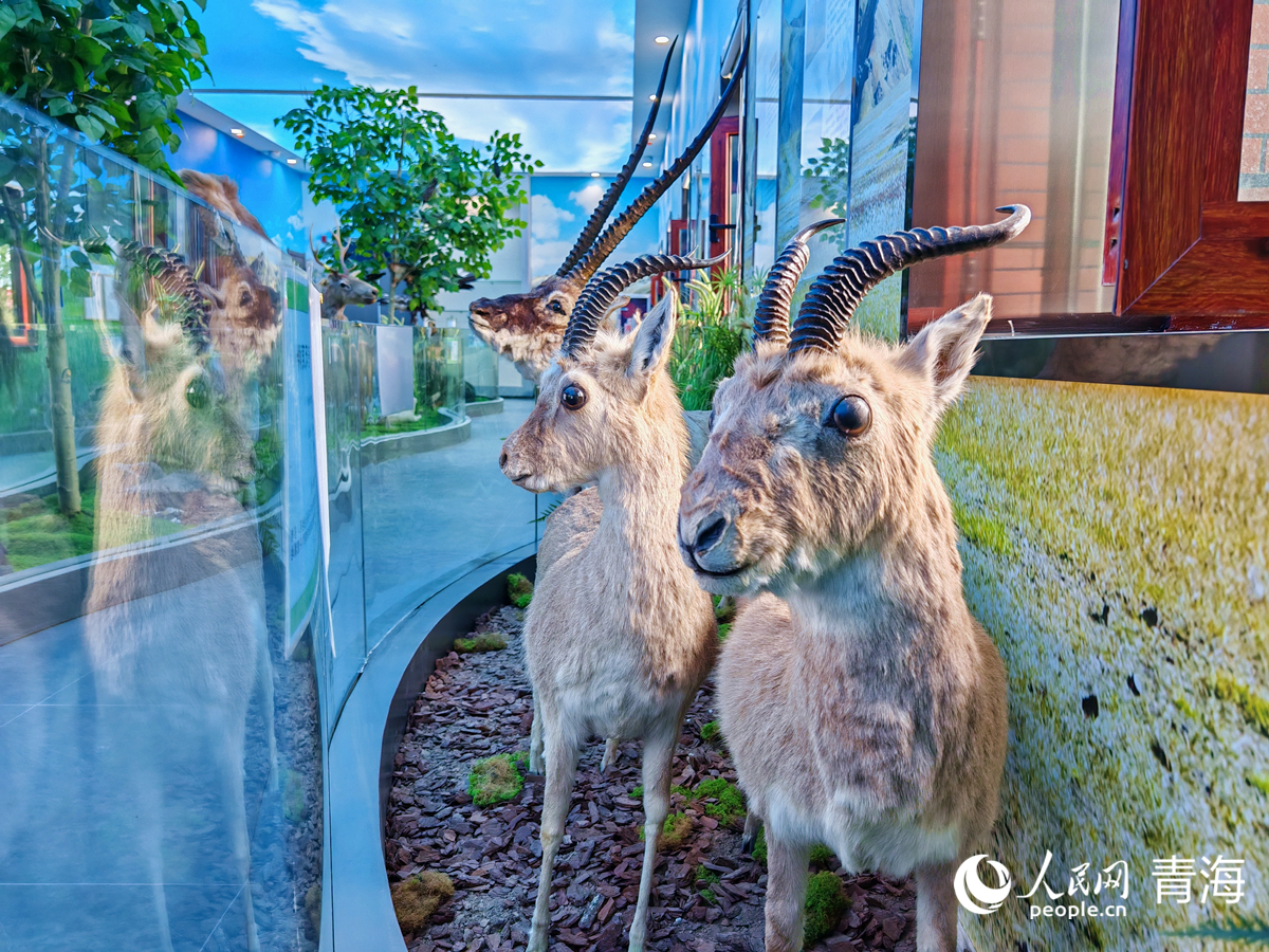 王中王四不像圖必中一肖——揭秘彩票背后的秘密，揭秘彩票背后的秘密，王中王四不像圖必中一肖的真相探索